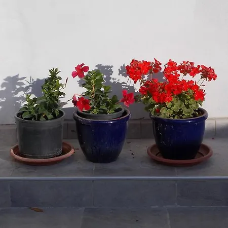 בית הארחה Rupine פרמנטורה