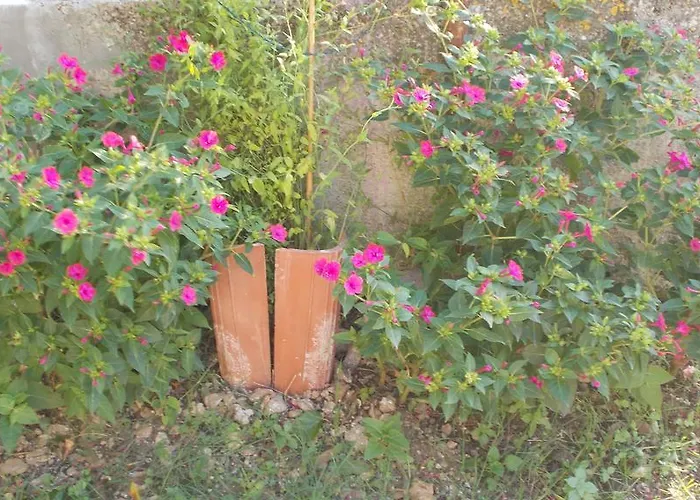 Rupine Premantura